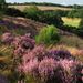 <Hollinwell